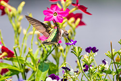 Photos Colibri